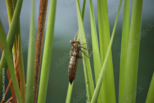 brown creepy bug