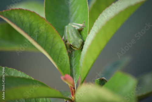 Green frog hiding out