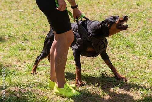 Cuadro en lienzo Doberman with a cynologist, in attack training, in the face.