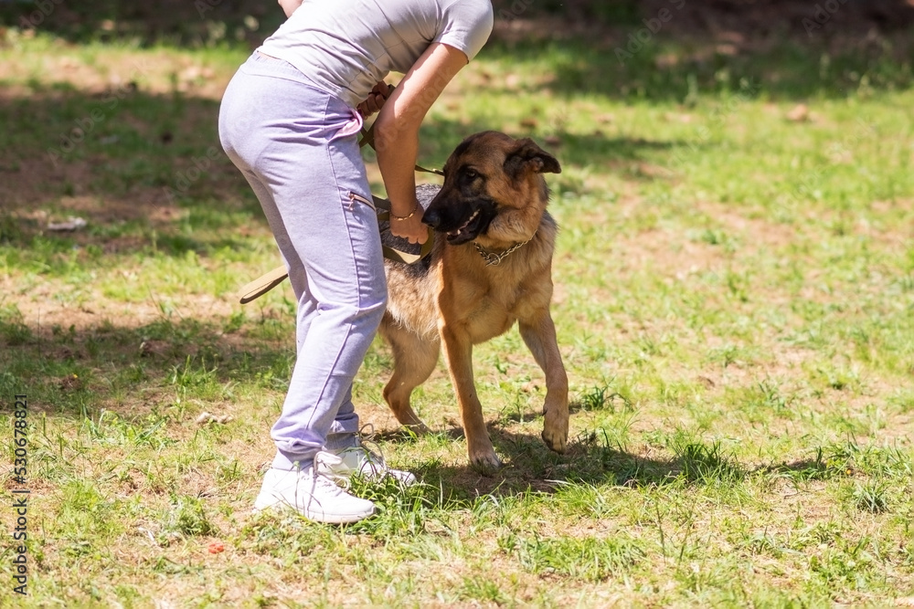 A cowardly German Shepherd dog training.