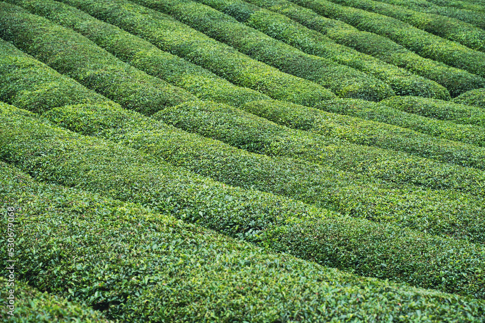 rows of Turkish black tea plantations cultivated on a field in Cayeli area Rize province
