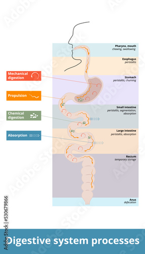 Digestive system processes.  General distribution of digestion activities: ingestion, propulsion, mechanical or physical digestion, chemical digestion, absorption, and defecation.