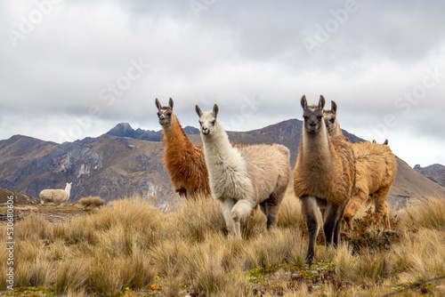 Charming Llamas in El Cajas National Park on a summer day. photo