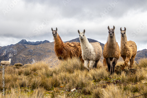 Charming Llamas in El Cajas National Park on a summer day. photo
