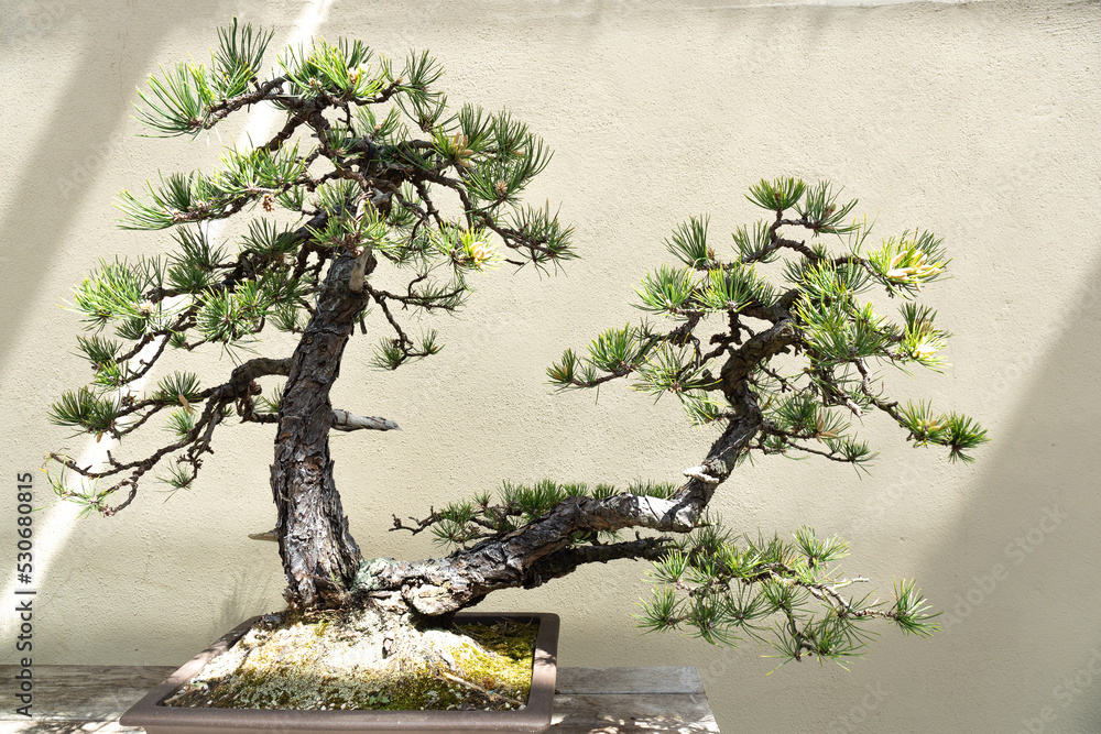 Miniature tree of natural Pinus Rigida Bonsai also known as Pitch Pine
