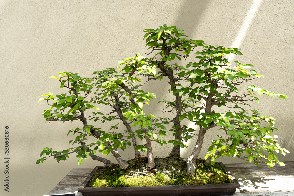 Miniature tree of natural Pinus Rigida Bonsai also known as Pitch Pine