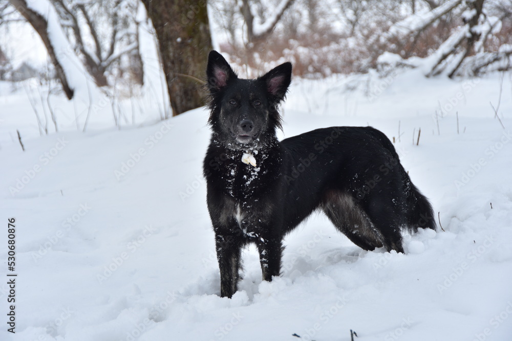 a dog with a good physique in winter on white snow on a walk close-up with a cheerful mood