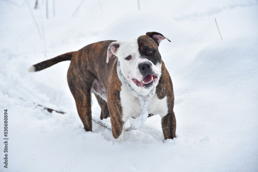 dog purebred staffordshire american tiger terrier of good build in winter on white snow on a walk with a collar and a leash