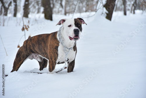 dog purebred staffordshire american tiger terrier of good build in winter on white snow on a walk with a collar and a leash