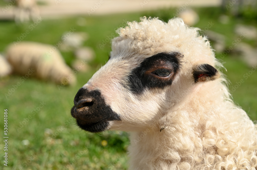 Obraz premium Adorable lamb on pasture on mountain. Animals on the farm. Young sheep. 