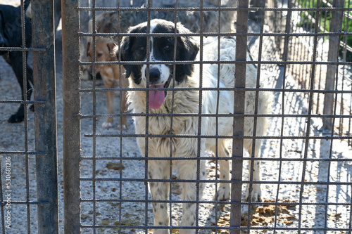 Stray dogs in living in terrible conditions in iron cage. Unwanted and homeless dogs barking in animal shelter. Asylum for dogs. Poor and hungry street dogs. Feral 