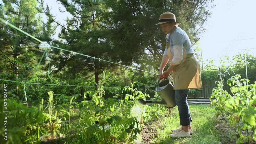 Full-length of a multi-ethnic pretty woman farmer in straw hat and beige apron, using a watering can, waters beds with growing organic tomato plants in the eco plantation of ecologically friendly farm Full-length of a multi-ethnic pretty woman farmer in straw hat and beige apron, using a watering can, waters beds with growing organic tomato plants in the eco plantation of ecologically friendly farm
