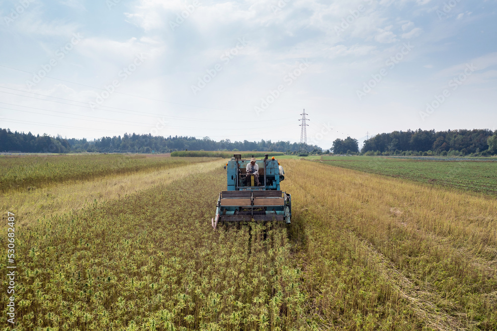 Fototapeta premium Combine harvester taking off the rich harvest on the industrial hemp plantation, aerial view