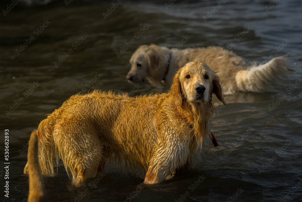 2022-09-13 A WET GOLDEN RETRIEVER STANDING IN A LAKE LOOKING AT THE CAMERA WITH A BLURRY BACKGROUND ON MERCER ISLAND WASHINGTON 2022-09-13 A WET GOLDEN RETRIEVER STANDING IN A LAKE LOOKING AT THE CAMERA WITH A BLURRY BACKGROUND ON MERCER ISLAND WASHINGTON