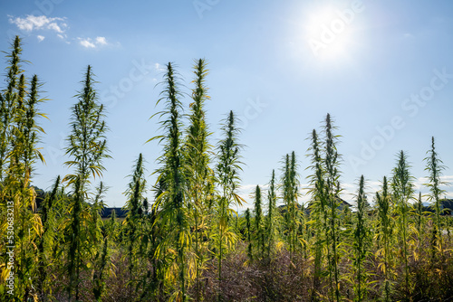 Green plants growing on the cultivated hemp plantation with a clear blue sky above