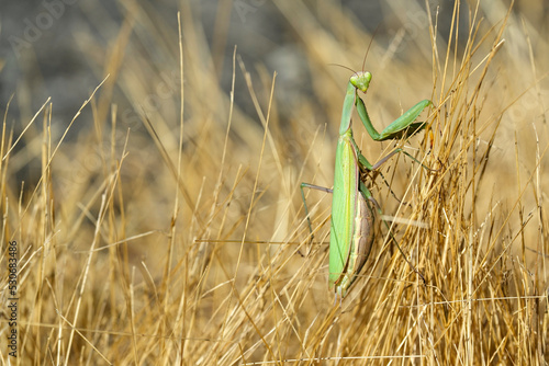 Praying Mantis on dry grass