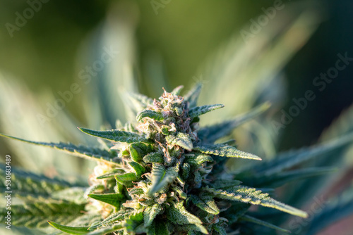 Cultivated green marijuana plant, CBD hemp bud with a flower, seeds, and leaves, close up shot.