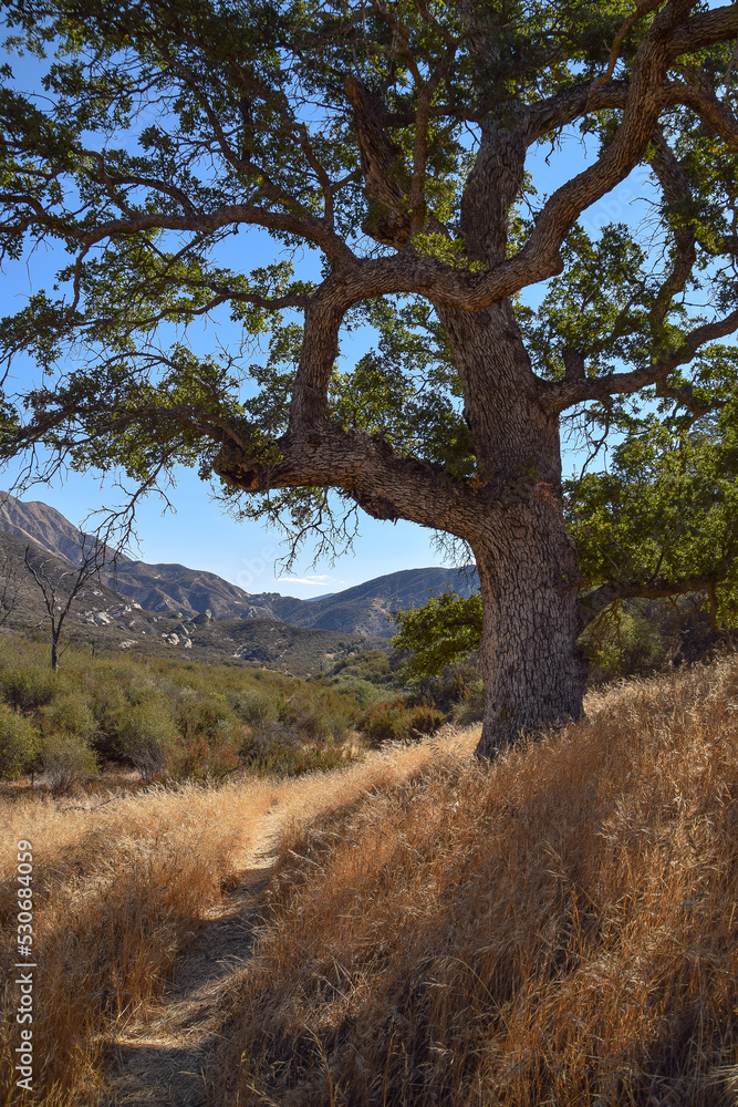 Valley Oak in San Rafael Wilderness