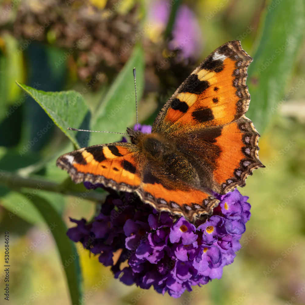 Detailed image of a small tortoiseshell butterfly. Detailed image of a small tortoiseshell butterfly.