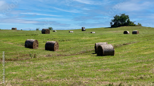 Rolls of hay in a crop field