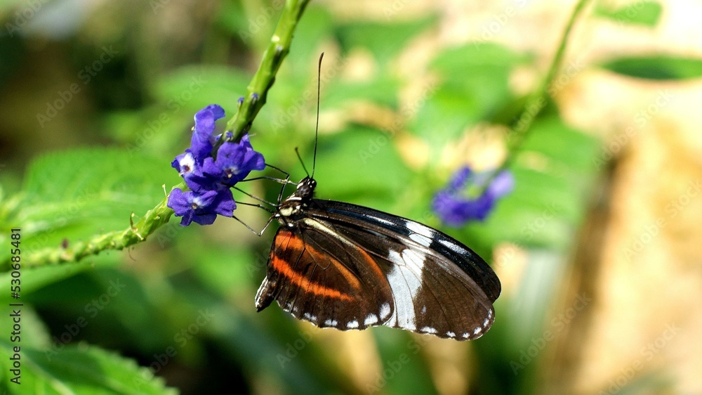 Fototapeta premium Flower Plant Pollinator Butterfly Insect Arthropod