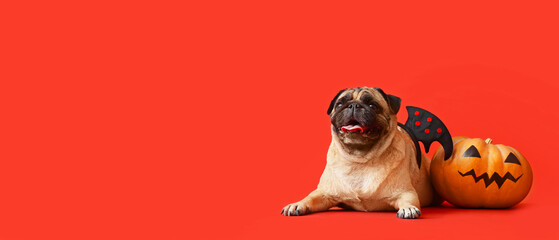 Cute pug dog and Halloween pumpkin on red background with space for text