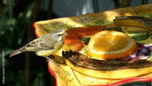 Bird Food Rangpur Tableware Valencia orange Plant
