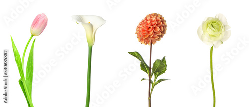 Photos Set of beautiful flowers isolated on white