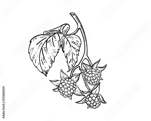 Hand drawn sketch black and white of raspberry branch, berry, leaf. Vector illustration. Elements in graphic style label, card, sticker, menu, package. Engraved style illustration.