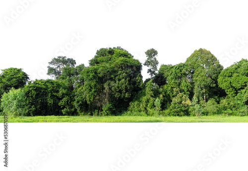 View of a High definition Treeline isolated on a white background © pornsawan