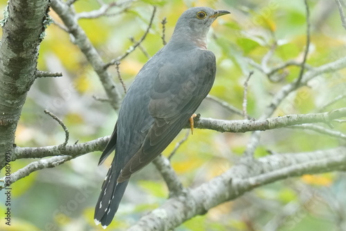 oriental cuckoo on a branch