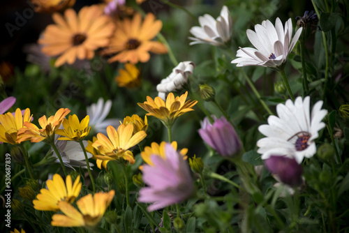 vistosas flores en el jardín photo