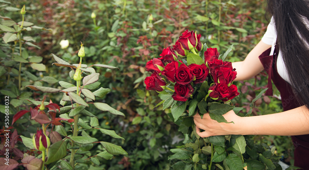 Flower greenhouse worker picking roses