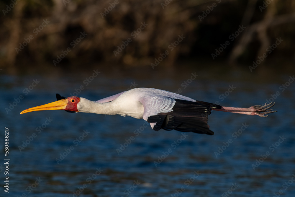 Obraz premium Stork in Flight