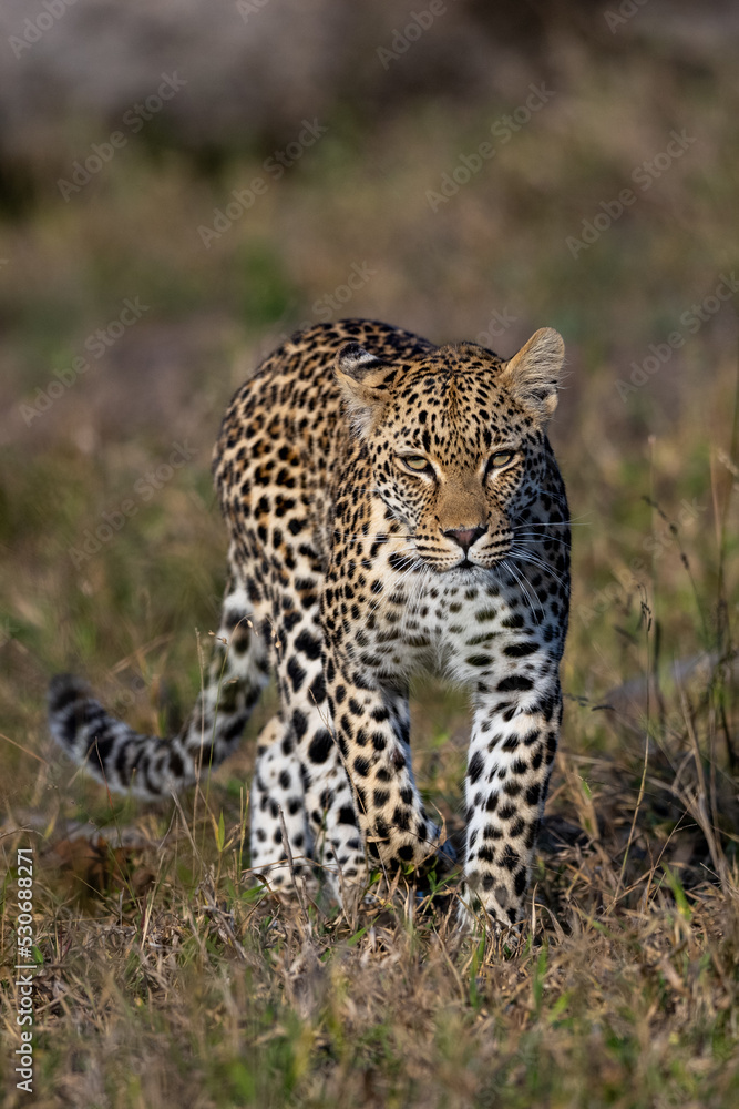 Leopard on Patrol Leopard on Patrol
