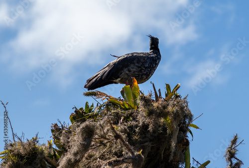 Photograph of a Southern screamer. The bird was found in Rio Grande do Sul, Brazil. photo