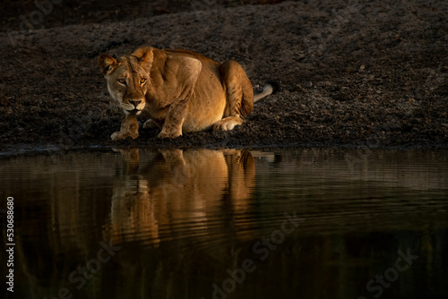 Canvas Print Lioness at Watering Hole