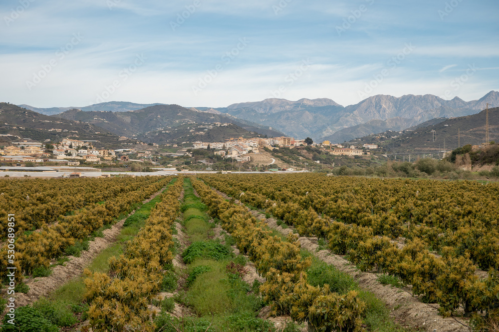 Aerial view on rows of evergreen avocado trees on plantations in Costa Tropical, Andalusia, Spain