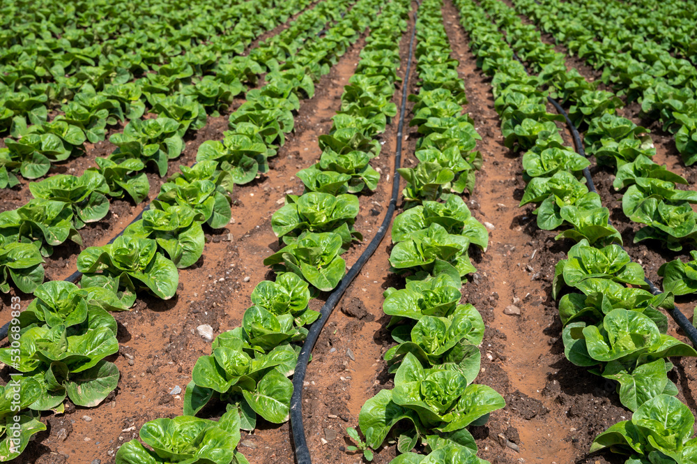 Farm fields with fertile soils and rows of growing  green lettuce salad in Andalusia, Spain