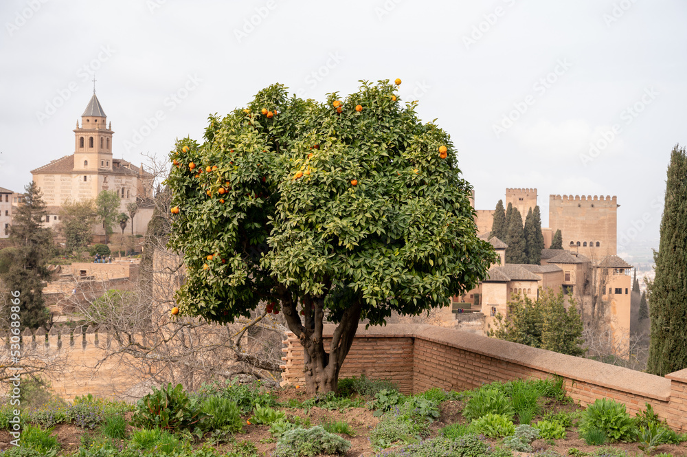 View on green orange tree with ripe citrus fruits and medieval fortress Alhambra in Granada, Andalusia, Spain