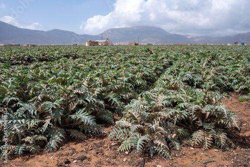 Farm fields with rows of green artichokes plants. Panoramic view on agricultural valley Zafarraya with fertile soils for growing of vegetables, green lettuce salad, cabbage, artichokes photo