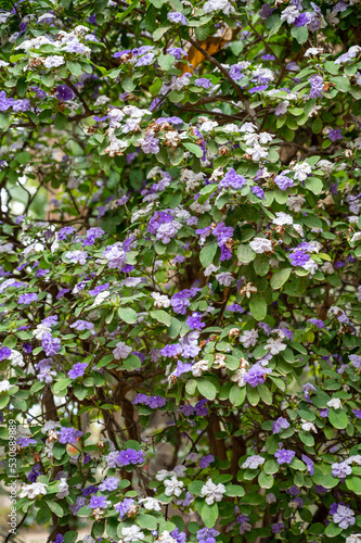 Double color blossom of brunfelsia pauciflora tropical free with white and purple flowers