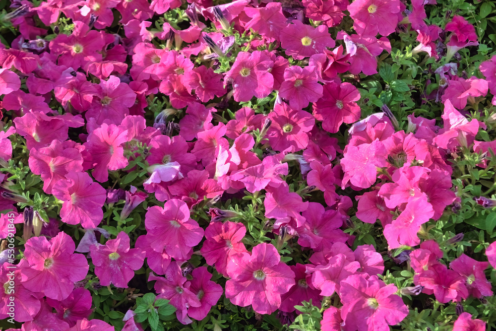 Colorful petunia flowers close up. Petunia plant with red flowers. Closeup Petunia flowers. Red Petunia flowers in the garden. Colorful petunia flowers close up. Petunia plant with red flowers. Closeup Petunia flowers. Red Petunia flowers in the garden.