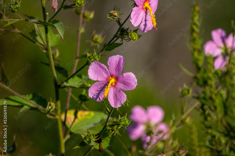 Saltmarsh Mallow (wild hibiscus) Saltmarsh Mallow (wild hibiscus)