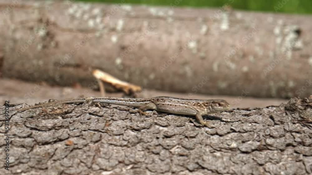 lizard basking in the sun on a log slow motion lizard basking in the sun on a log slow motion