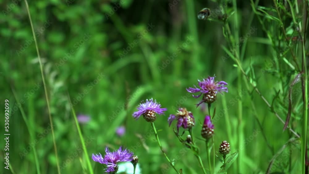 bumblebee collects pollen from flowers, bumblebee on a flower bumblebee collects pollen from flowers, bumblebee on a flower