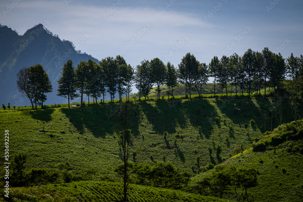 Rolling green mountains planted with coffee farm in cloudy weather at Ijen National Park
