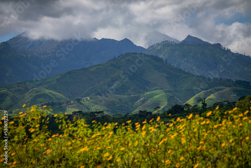 Rolling green mountains with yellow flowers as foreground in cloudy weather at Ijen National Park 