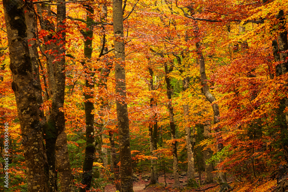 Autumnal trees in a forest