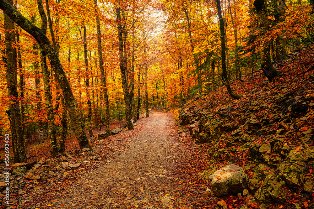 Naklejka premium Path in a forest with autumn colorful trees
